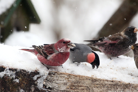 オオマシコ２IMG_2145