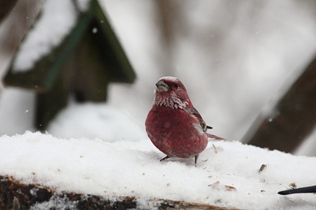 オオマシコ６IMG_2134