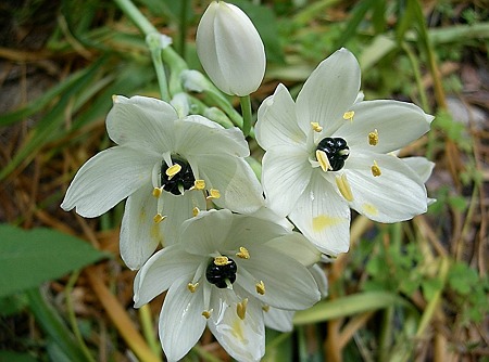 クロホシオオアマナ・B