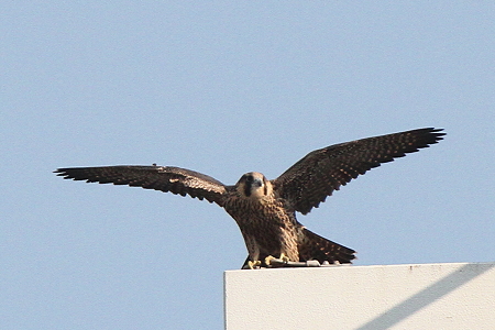 ハヤブサ５IMG_0308