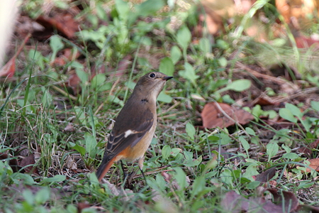 ジョウビタキ♀４IMG_4033