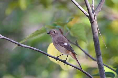 ジョウビタキ♀５IMG_4073