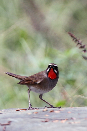 ノゴマ４IMG_4285