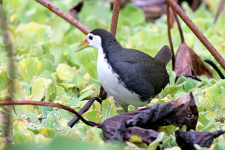 シロハラクイナ１IMG_9166