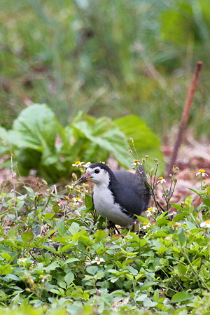シロハラクイナ５IMG_1251