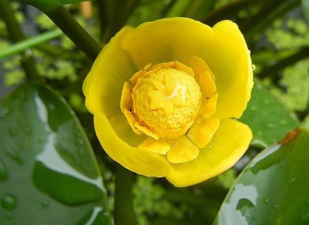 コウホネ（川骨）・12.07.01