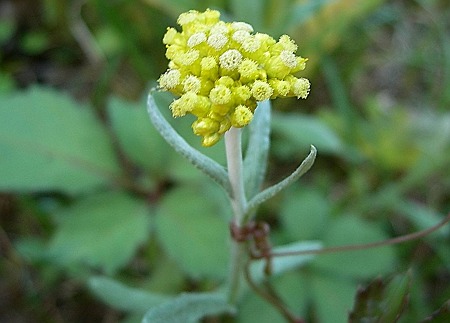 ゴギョウ（御形）ハハコグサ（母子草）