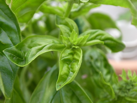 バジル１