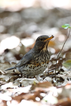 クロツグミ２IMG_4963