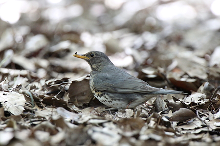 クロツグミ３IMG_4951