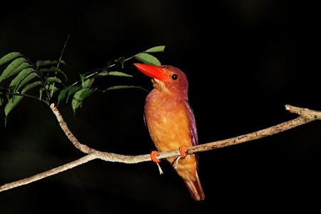 アカショウビン４IMG_1586