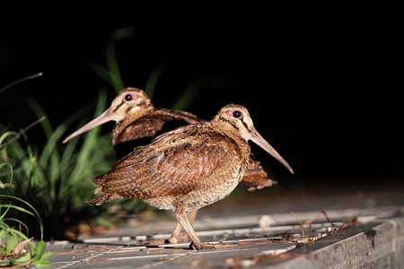 アマミヤマシギ１IMG_1809f