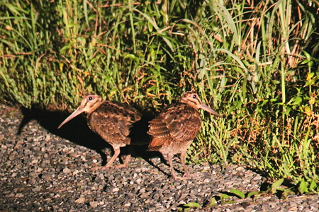 アマミヤマシギ５IMG_9666