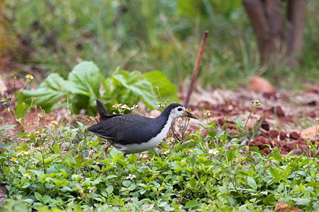 シロハラクイナ６IMG_1255