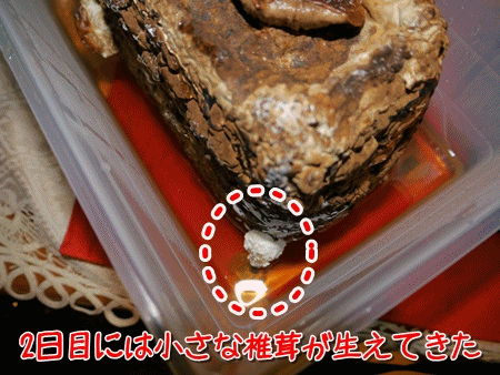 椎茸栽培初収穫201010