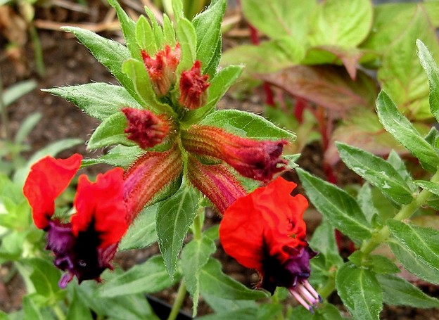 マウス・クフェア・A