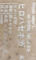 ヒロハセネガ名札