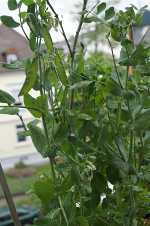 窓辺に育つサヤエンドウ
