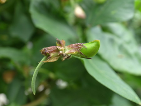 写真: 三尺ささげ５