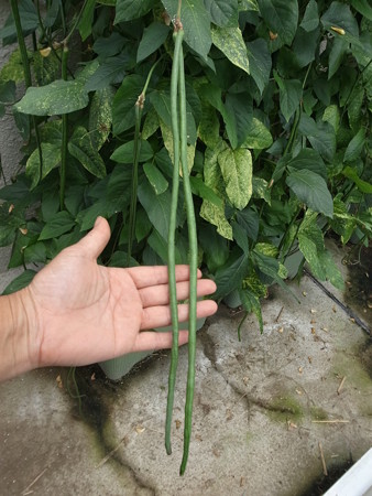 写真: 三尺ささげ７