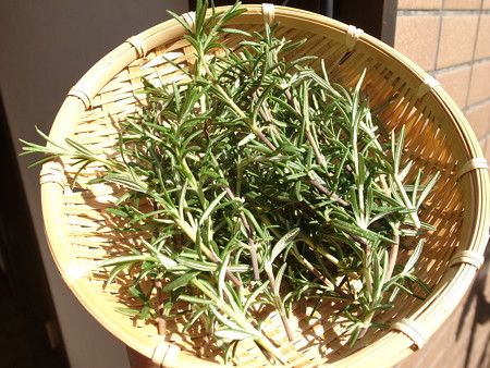 写真: ローズマリー酵母１