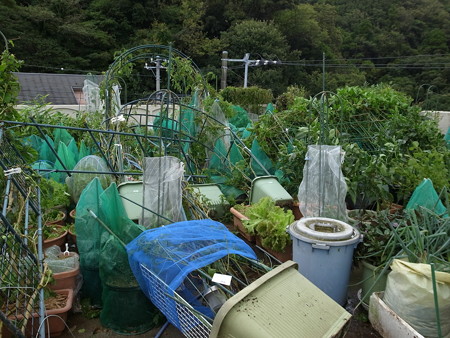 写真: 台風18号菜園被害４