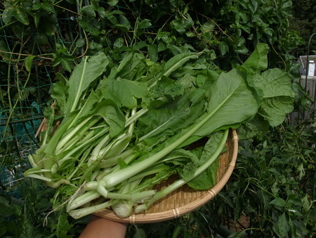 写真: 収穫野菜１