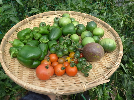 写真: 収穫野菜２