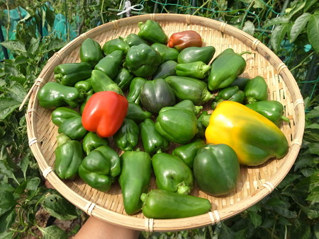 写真: 収穫野菜７