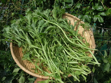 写真: 収穫野菜10