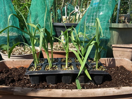 写真: ニンニク