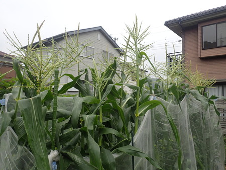 写真: トウモロコシ１