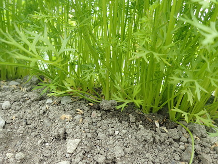 写真: ニンジン２