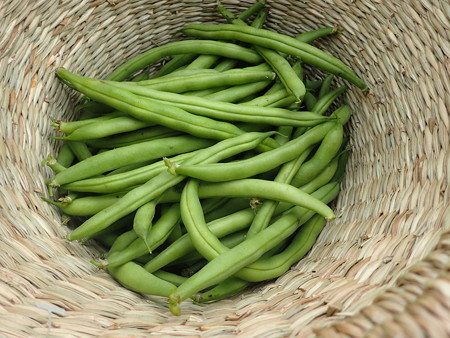 写真: 収穫野菜４