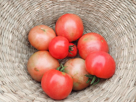 写真: 収穫野菜５