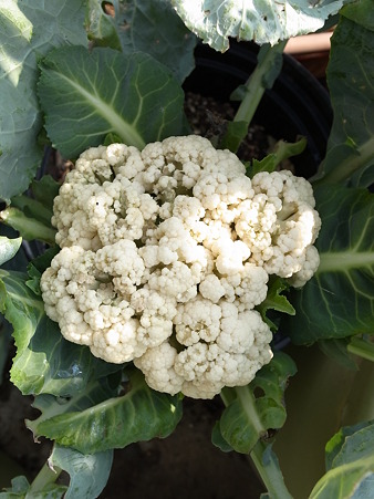 カリフラワー４