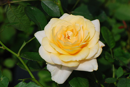 セビリアフォーエバー