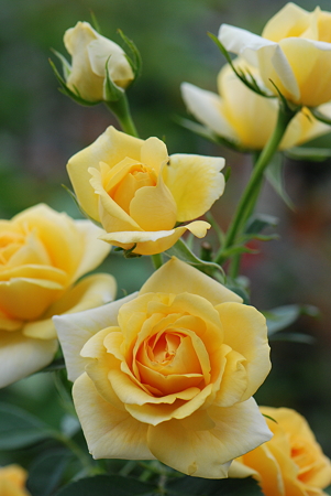 セビリアフォーエバー