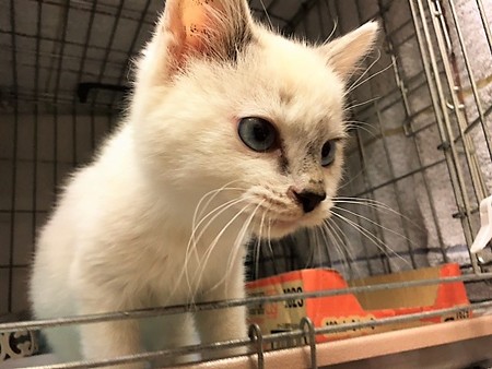 161118１しらたま１