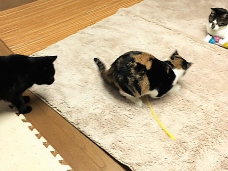 161118３なんちゃん１