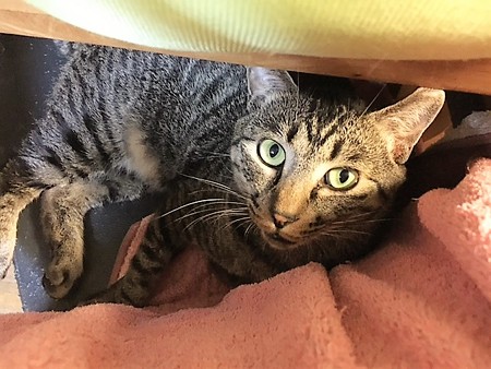 161118リしらかば