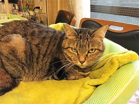 161118リなこちゃん