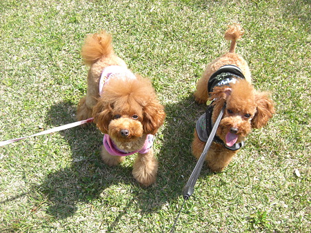 4/2　西海橋公園☆コロチロ5