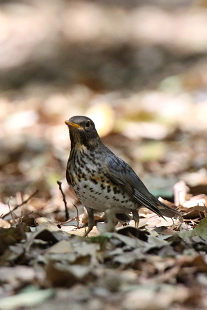 クロツグミ５IMG_4731