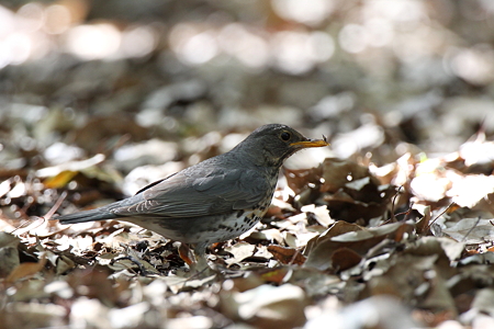 クロツグミ６IMG_4976