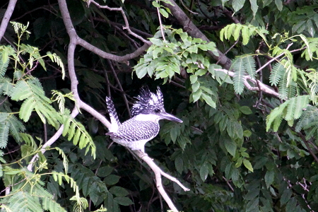 ヤマセミ♂１IMG_8723