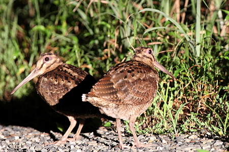 アマミヤマシギ３IMG_1819