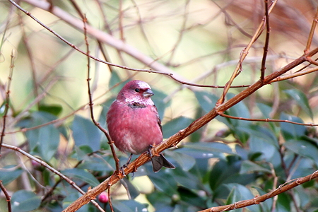 オオマシコ１♂IMG_7357