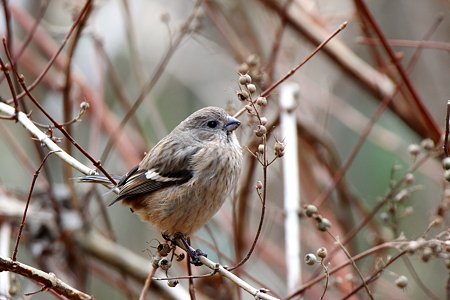 ベニマシコ５♀IMG_0063