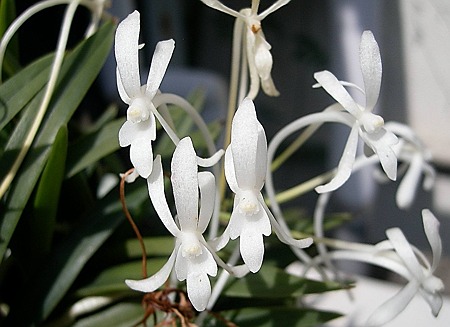 フウラン（風蘭・富貴蘭）